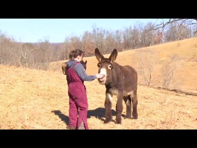 Red Hen app aims to support small farms