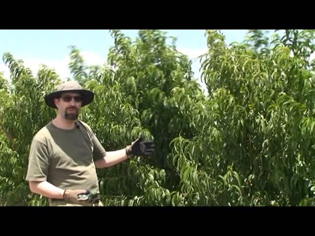 Summer Pruning for Peach and Nectarine