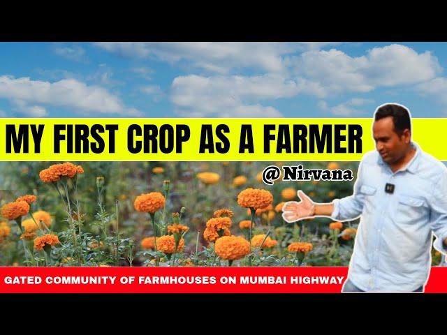 My First Crop as a Farmer@ Assetgain Nirvana  Gated Community Of Farm Houses- Mumbai Highway