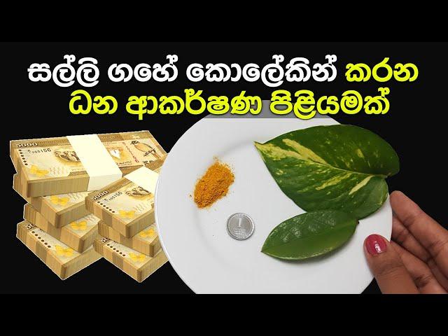 සල්ලි ගහේ කොලේකින් කරන ධන ආකර්ෂණ පිළියමක්‌ | Money Attraction Remedy With Money Plant Leaf