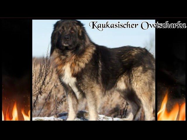 Kaukasischer Owtscharka - Hardcore Serie