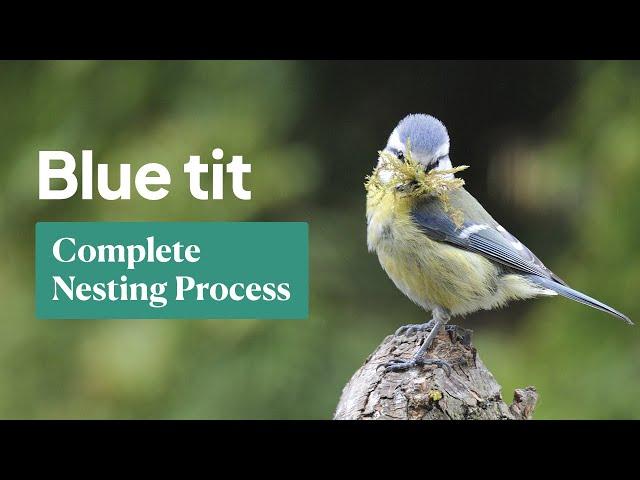 Blue Tit Nesting: The Complete Process