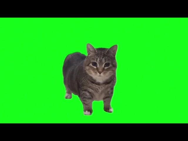 OIIAOIIA 1 HOURS (CATS FAVORITE VIDEO EVER)