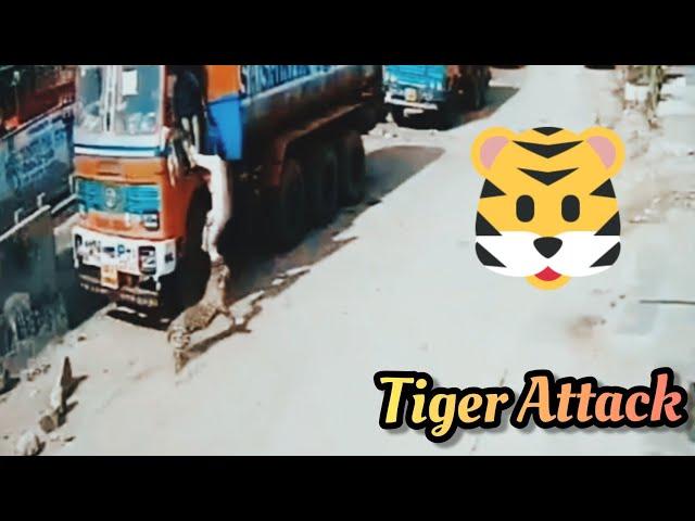 Hyderabad tiger attack || DOG vs TIGER || GALI KA SHER || INDIAN DOG || CCTV