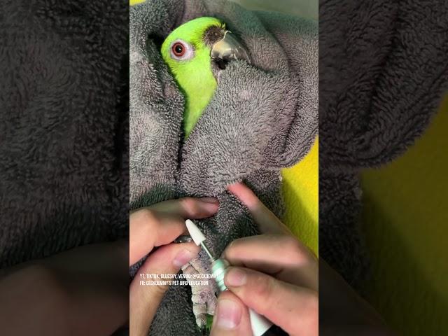 Am I quick enough to avoid a pinch from McGregor, the yellow naped Amazon parrot? Let's find out
