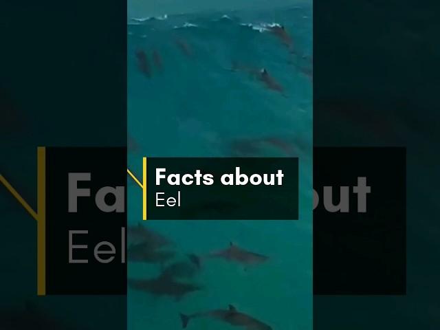 Facts about EELS ! #shorts #youtubeshorts #youtube #lsmedia