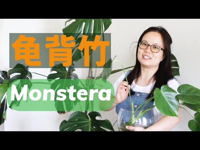 龟背竹扦插繁殖一颗变10颗 Propagating monstera plants