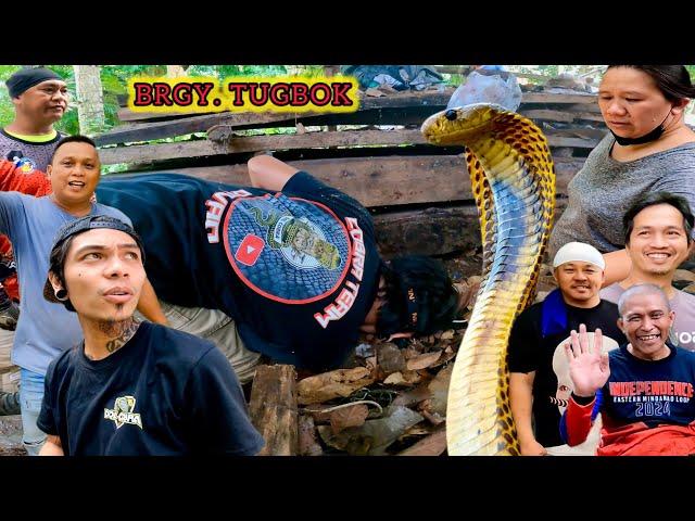 ILANG TAON NA PALA SILANG MAY GANITONG KAPITBAHAY!  #BANAKON #KINGCOBRA #COBRA #SAMARCOBRA COBRA