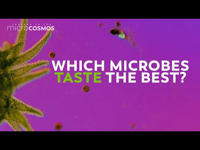 The Microcosmos Team Answers Your Questions