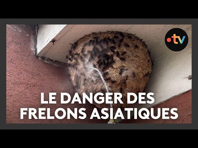 Frelons asiatiques : une invasion fulgurante en Alsace, plusieurs dizaines de nids détruits en un an