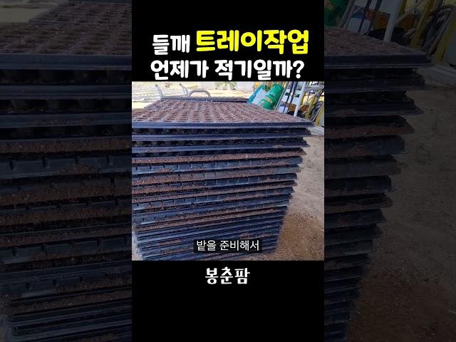 들깨 모종 트레이작업 시기 #shorts