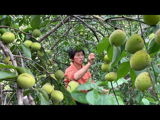 Green plum wine, plum dew, grandma all arranged at once!