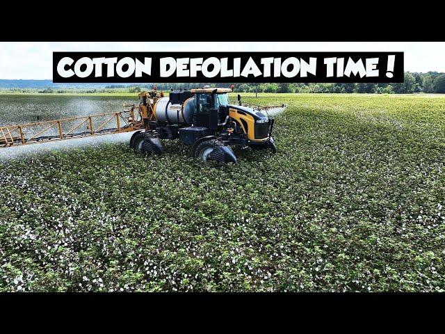 KNOCKING LEAVES OFF ALABAMA COTTON