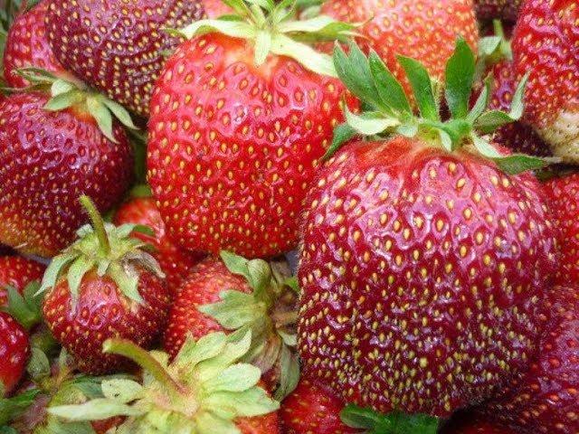 ПЕРЕКИСЬ ВОДОРОДА-СУПЕР СРЕДСТВО ДЛЯ СПАСЕНИЯ УРОЖАЯ КЛУБНИКИ!И ДРУГИЕ СОВЕТЫ!