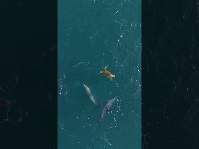 Interação entre um grupo de Golfinhos e uma Tartaruga-cabeçuda. 