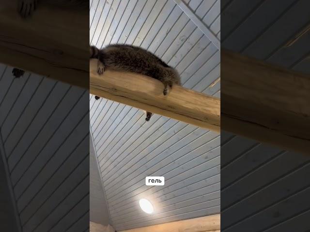 Вот так отдыхают еноты)
