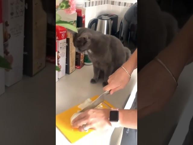 #cats #funnyvideo