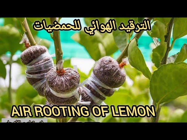 الترقيد الهوائي للحمضيات، الترقيد الهوائي لشجرة البرتقال ، إكثار  الأشجار عن طريق التجذير الهوائي