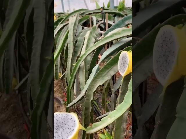  How To Cut Yellow Dragon Fruit  | Fresh Fruit Cutting In My Farm