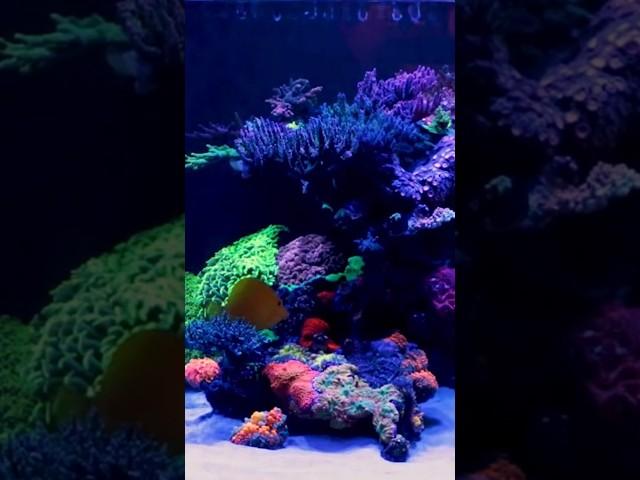 What Spectrum is BEST For Saltwater Aquariums?