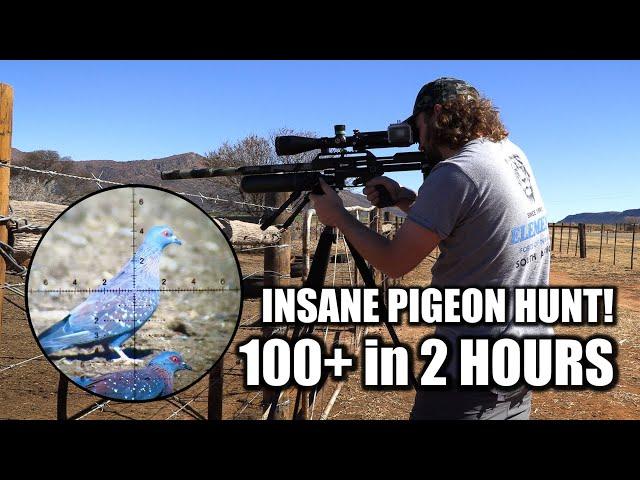 The Best Pigeon Hunt you'll Ever See!!