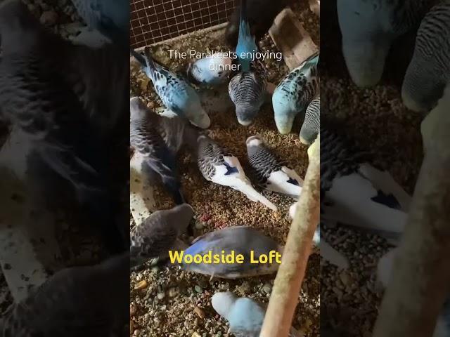 Parakeets enjoy dinner #woodsideloft