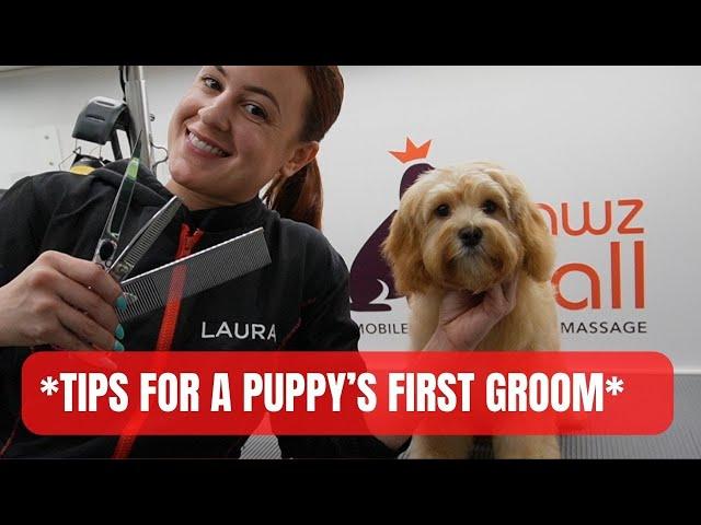 ENERGY AND TECHNIQUES USED FOR A PUPPY'S 1ST GROOMING EXPERIENCE