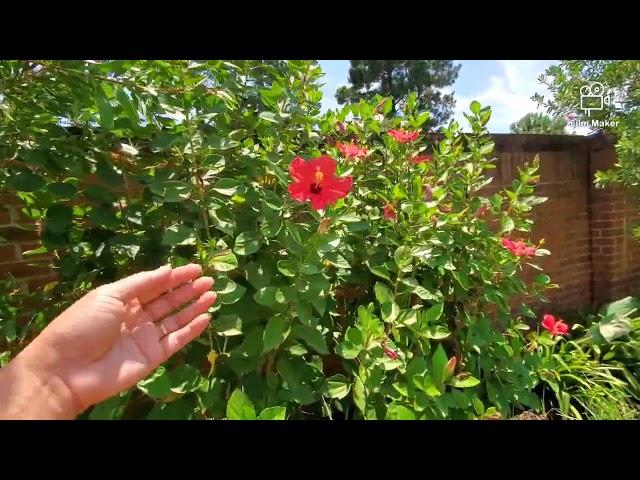 INLAW'S beautiful backyard+Colorful flowers |Gina in TEXAS