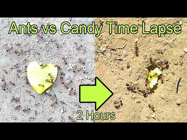 Time Lapse Ants Eating Heart Candy (ants vs candy timelapse)