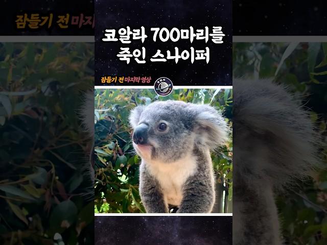 코알라 700마리를 죽인 스나이퍼