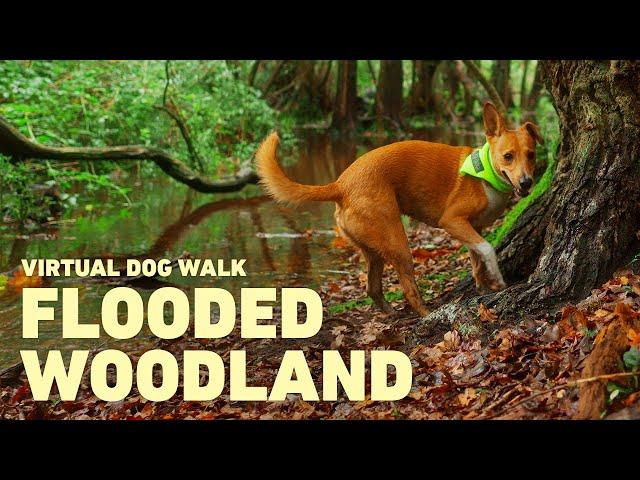 [NO ADS] Dog TV for Dogs to Watch  Virtual Dog Walk through Woodland  Relaxing Nature Sounds