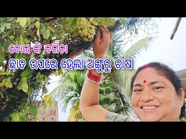 ଛାତ ଉପରେ ହେଲା ଅଙ୍ଗୁରୁ ଚାଷ || Grapes Farming on Terrace || ବୋଉଙ୍କ  ବଗିଚା || odia vlog || garden