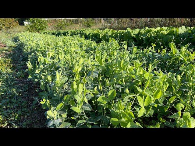 豌豆尖自由，豆苗豆尖摘不停，还有额外的豆荚和豆子，春天和夏末秋初一定要种一些，好吃好种产量高，护土增肥防杂草