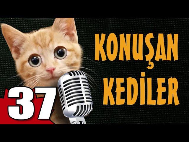 Konuşan Kediler 37 - En Komik Kedi Videoları