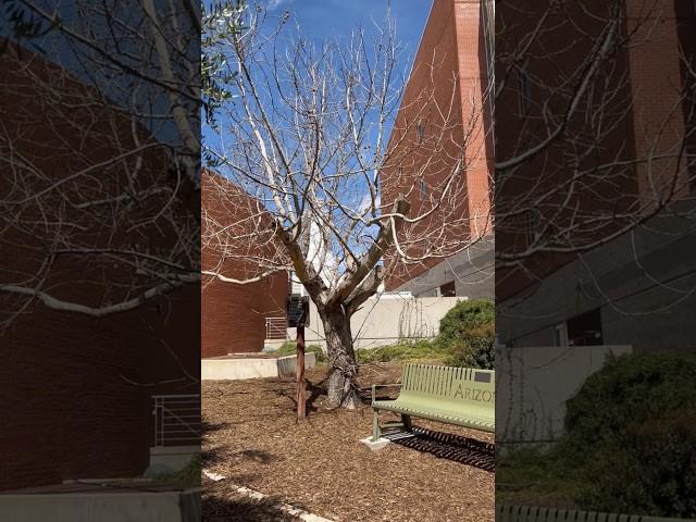 Arizona's Moon Tree