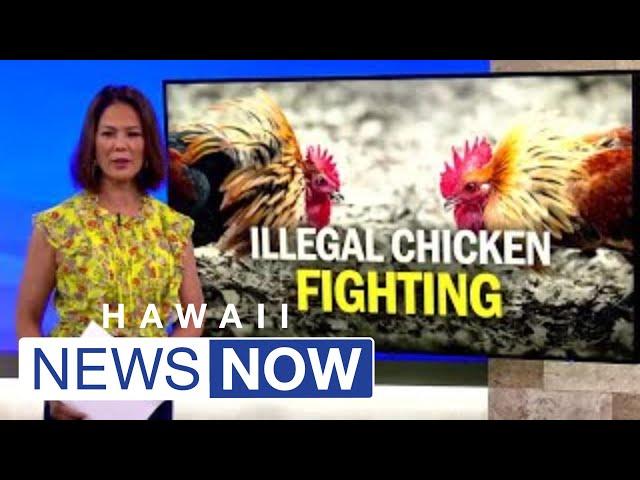 Animal activists call for tougher penalities amid Hawaii's weak cockfighting laws