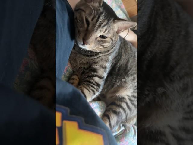 고양이 알러지 생겼을 때 해결법