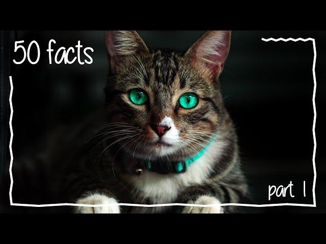 50 cat facts |  Part 1