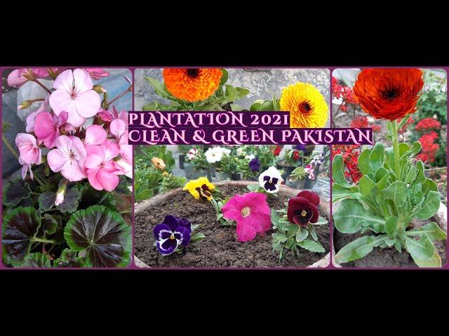 Home Gardening||Gardening Ideas||Flowers||Spring Season| Green & Clean Pakistan| Saba's Corner