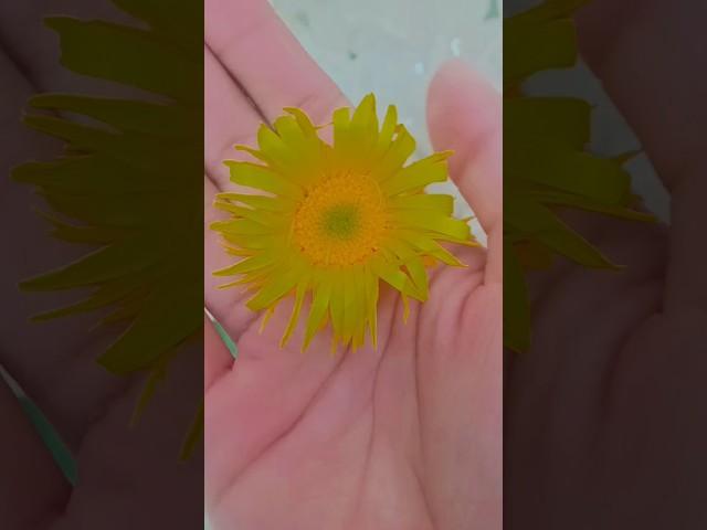 beautiful growing flowers#flowers #colours #viralshorts