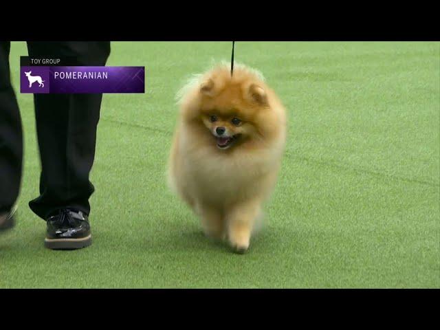 Pomeranians | Breed Judging 2023