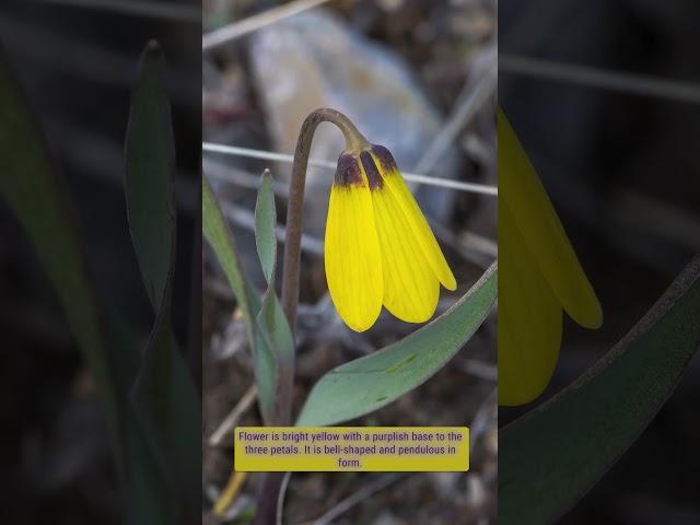 Yellowbells early spring #wildflower #spring