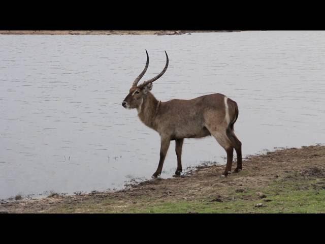 Waterbok