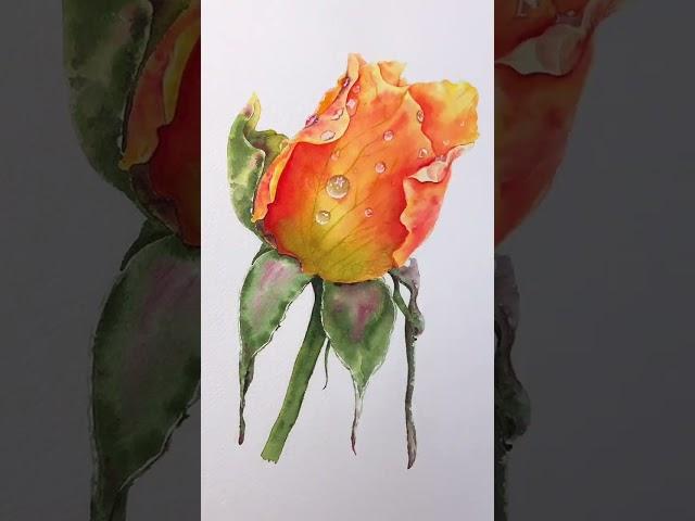 수채화 장미그림에 물방울 그려넣기/손그림/보태니컬아트/watercolor/watercolour/rose/hand/botanical painting/#shorts