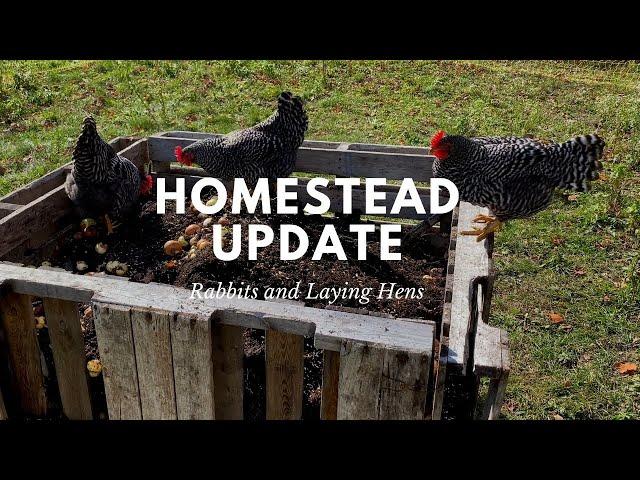 Homestead Update Rabbits and Laying Hens