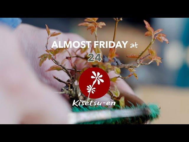 ALMOST FRIDAY AT Kisetsu-en 24 - repotting Mame bonsai