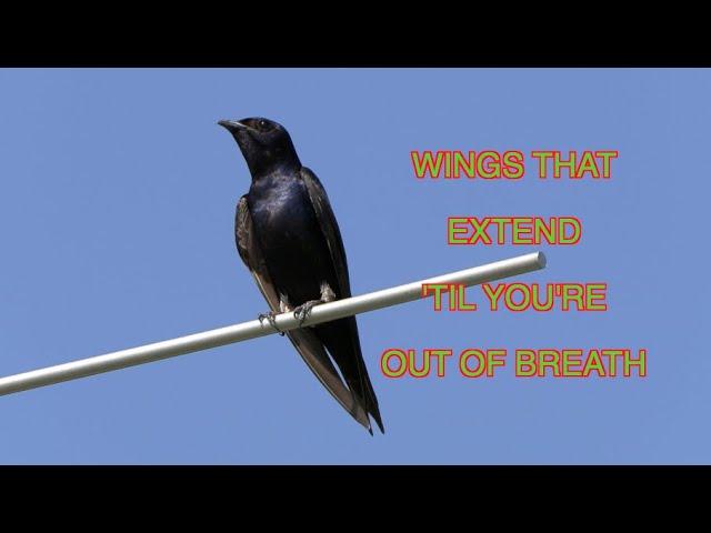 Purple Martins in Action--and Super Slomo [NARRATED]