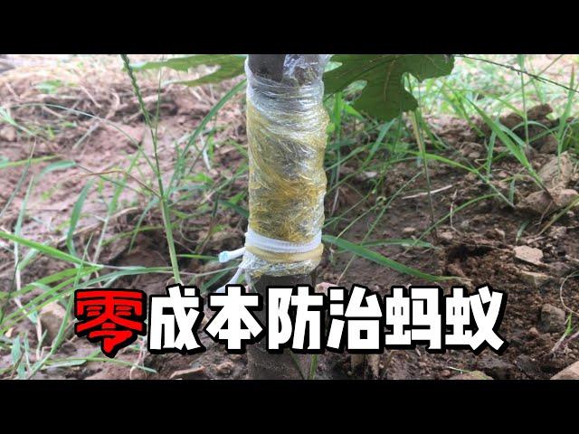 零成本，材料家家戶戶都有，果樹上的螞蟻蚜蟲一招搞定！果期防治螞蟻 #gardening #figs #無花果