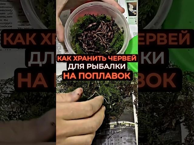Как хранить червей для рыбалки #карась #рыба #рыбалка