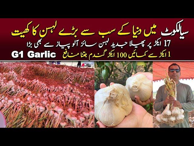 Biggest Garlic of world | G1 Garlic | Ghazi farm Sialkot chawinda